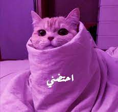 pin by alia hamada on alia funny arabic quotes cats cute cat