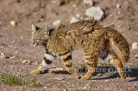 Leopardus colocolo, a small striped cat native to the western central south america. Nature In Stock