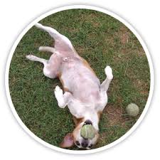 Furtheloveofyourpet is proud to offer petcube play as an add on during your pets staycation with us. Overnight Pet Sitting By B M S Pet Sitters Summerville Sc