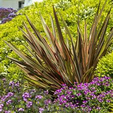 New zealand flax is grown primarily for its colorful, architectural foliage. Sundowner New Zealand Flax