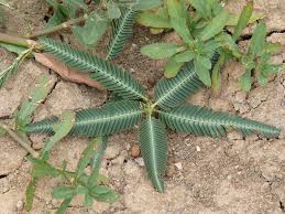 Image result for Aeschynomene