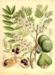 Image result for Xanthocercis