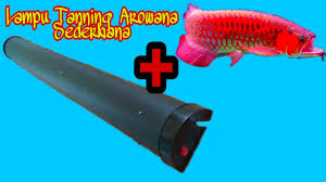 Kita bahas satu per satu ya. Membuat Lampu Tanning Arwana Dengan Lampu Tl Jebo Youtube
