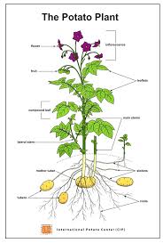 How Potato Grows International Potato Center