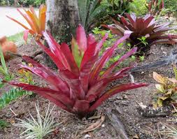 Pin By Gilgomez On Bromeliad Garden Bromeliads Plants Landscaping With Rocks