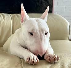 Image result for bulteriér