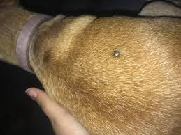 5 types of skin cancer in dogs the skin is the largest organ of a dog, and tumors affecting this structure are common. Does My Dog Have Skin Cancer Petcoach