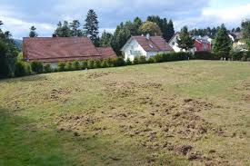 Wie man dachse im garten vertreiben kann. Aichhalden Dachs Macht Garten Zur Kraterlandschaft Schramberg Umgebung Schwarzwalder Bote