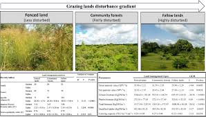 Image result for Andropogon pseudapricus