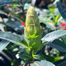 Image result for Barleria spinulosa