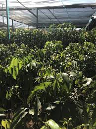 Heavy crops of sweet, crisp, flavorful apples, even in the low deserts. Fruit Trees California Rare Fruit Growers West La Chapter