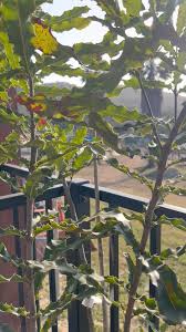 Profile for Venture Farms Inc