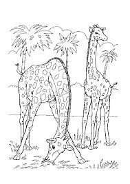 Jungle animals near the river. Free Printable Jungle Animal Coloring Pages Novocom Top