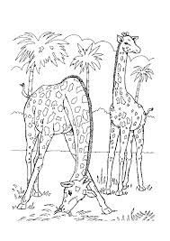 We did not find results for: Free Printable Jungle Animal Coloring Pages Novocom Top