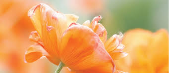We believe in sunshine & joy in every creative detail – Poppie Cotton