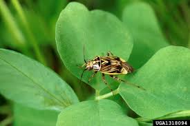 Whether pests fascinate you with a scientific curiosity or disgust you completely, we have to admit that pests don't make good roommates. Bean Southern Pea Insect Pests Home Garden Information Center