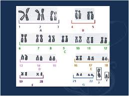 Explore learning human karyotyping gizmo answer key pdf best of all, they are entirely free to find, use and download, so there. What Is Human Karyotyping