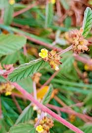 Image result for Waltheria