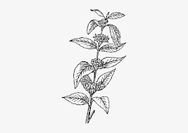 Coffee Bean Plant Vector Coffee Bean Clipart Coffee Leaf Vector Png Free Transparent Png Download Pngkey Su etsy trovi 325 coffee bean png in vendita, e costano in media € 3,58. coffee bean plant vector coffee bean