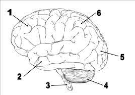 Brain Diagrams To Label Human Brain Without Labeling Brain Diagram Without Labels Brain Diagram Human Brain Diagram Heart Diagram