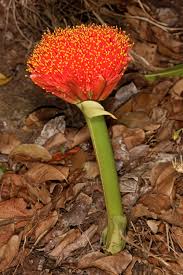 Image result for Scadoxus puniceus