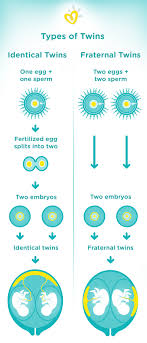 Twin Pregnancy Week By Week Symptoms And Development Pampers