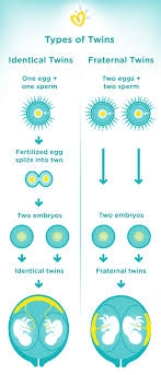 Pregnancy discharge removes dead cells from the vagina, protects the birth canal from infection and maintains a healthy balance of bacteria in the vagina. Twin Pregnancy Week By Week Symptoms And Development Pampers