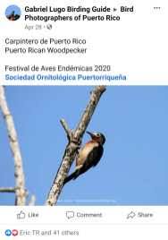 Caribbean Endemic Bird Festival Birdscaribbean