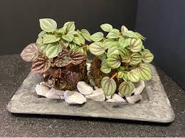 Image result for Peponium sp. A