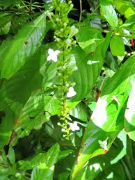 Image result for Citharexylum