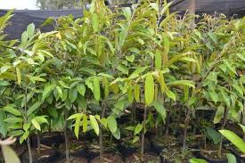Dimana keistimewaan dari durian musang king adalah durian yang memiliki daging tebal bewarna kuning dan daging buah durian ini berbentuk daging kering. Jual Bibit Durian Musang King Kualitas Super Berkah Durian