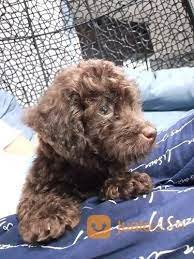 Foto Anjing Pudel Lucu Poodle Toy Coco Sertifikat Sudah Vaksin Lucu Dan Lincah Anjing Ini Berbulu Putih Tapi Anaknya Berbulu Hitam Kok Bi Pudel Anjing Poodle
