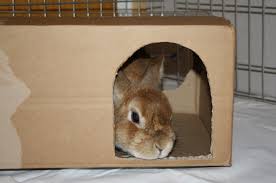 Höhe zwischen 60cm und 1m. Einrichtung Des Kaninchengeheges Innen