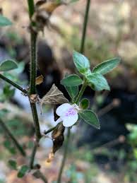 Image result for Justicia protracta