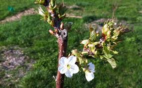 If you are unsure, it's okay not to prune until spring when the tree is in bloom. When To Prune Garden Pruning Calendar Spotts Garden Service