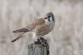 Female Kestrel