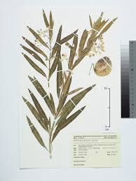 Image result for Gomphocarpus fruticosus