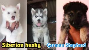 Browse search results for german shepherd husky mix puppies pets and animals for sale in coeur d'alene, id. Siberian Husky And German Shepherd Puppy Available Cheapest Price Puppy Youtube