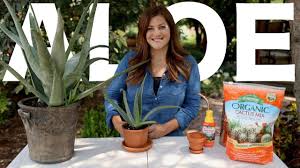 Aloe Vera Care Guide Garden Answer Youtube Aloe Vera Care Aloe Vera Plant Aloe Plant