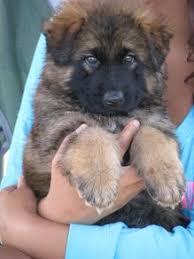 Also, failure to show this. Long Coat German Shepherd Puppy For Sale Long Coat German Shepherd Puppies For Sale Long H German Shepherd Puppies Long Coat German Shepherd Shepherd Puppies