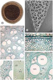 Image result for Eremospatha cuspidata