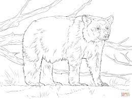 There are tons of great resources for free printable color pages online. American Black Bear Coloring Page Coloring Home