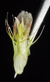 Image result for Syncolostemon sp. nov. aff. teucriifolius