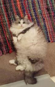 Caes E Gatos Mais Fofos Do Mundo Os 20 Gatos Mais Fofos E Felpudos Do Mundo Em 2020 Gato Fofo Gato Noruegues Da Floresta Gatos Loucos