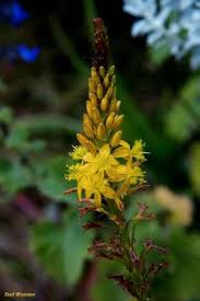 Image result for Schotia capitata