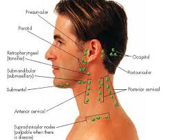 Faicial Lymph Nodes Medical Knowledge Lymph Nodes Physician Assistant