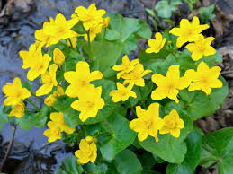 Find marigold flower products, manufacturers & suppliers featured in arts & crafts industry from china. Marsh Marigold Care How And Where To Grow Marsh Marigolds