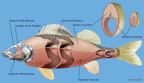 They are herbivores and eat marine algae growing along rocky shores and underwater. Adw V04 Id131 Con Axialmu Jpg