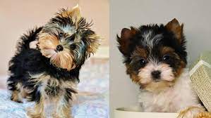 Yorkie Colors Complete List Of All Recognized Yorkie Coat Colors
