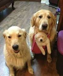 Funny Cats Funny Dogs Funny Pictures A Family Of Three Dogs Cute Animals Cute Dogs Cute Puppies